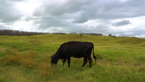 Black cow eating Stock Footage 157730267