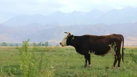 Black cow eats grass on the field Stock-Footage 249960168