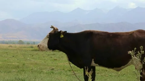 Black cow eats grass on the field Stock-Footage 250275995