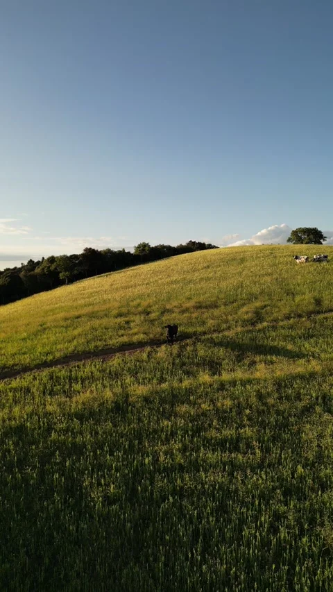 Black Cow Exploring a Green Hilly Landscape in Tuscany, Grosseto, Italy Stock Footage 335818181