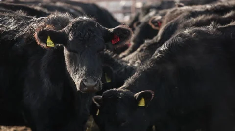 Black cow on the farm Stock Footage 43166378