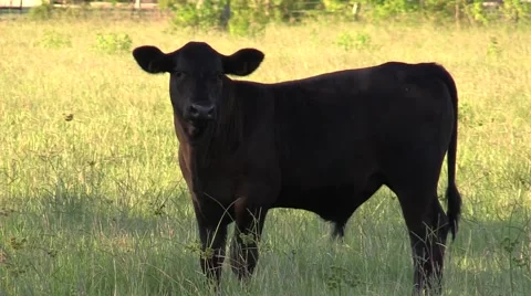 Black cow in field in the shade looking at camera Video stock 52701587