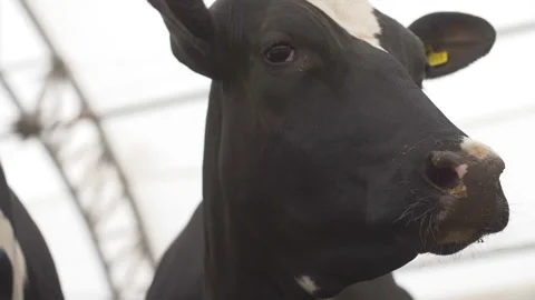 Black cow Видео 151725070