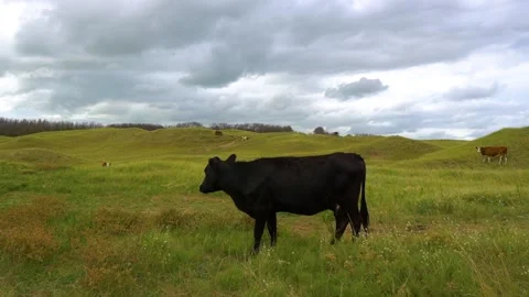 Black cow Stock Footage 157730271