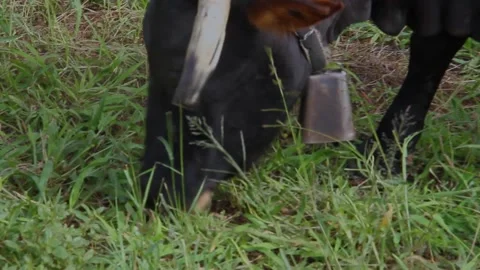 BLACK COW 動画素材 194136310