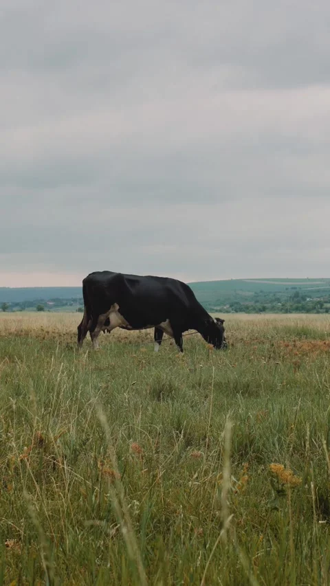 A Black Cow Stock Footage 291714224