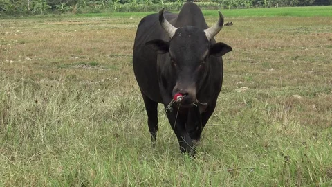 Black cow grazing Stock Footage 74265502
