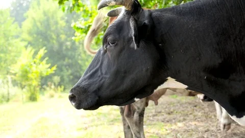 A black cow keeps the flies off. Closeup Stock Footage 71215103