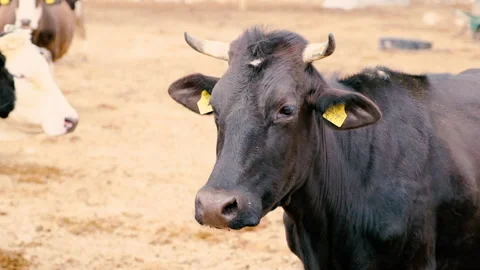 Black cow looking to camera in farm. 4K slow motion footage of a holstein cow Stock Footage 234969583
