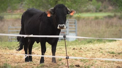 Black cow looking at the camera inside an electric fence. Stock Footage 152998750