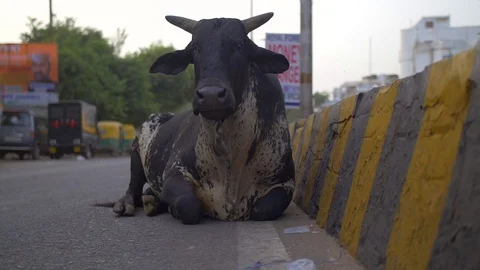A black cow lying down by the side of a busy road Stock Footage 88488353
