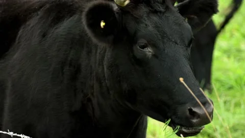 Black Cow Munching Grass Stock Footage 238659348