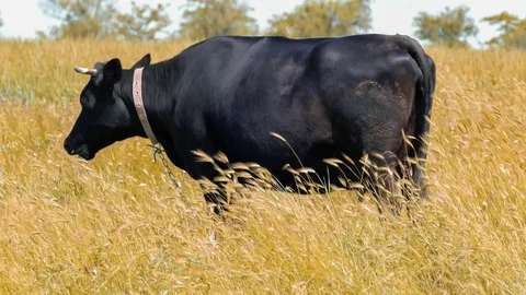 Black cow in pasture Stock Footage 76467355