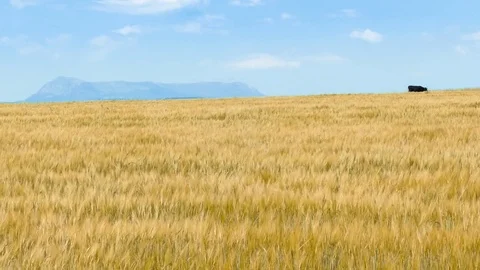 Black cow in pasture Stock Footage 76468244