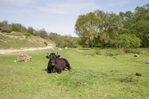 Black cow on a pasture. Stock Photos