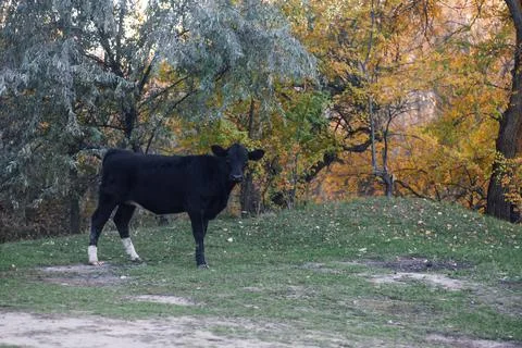 Black cow pasturing looking at camera with trees in background in meadow in Stock Photos