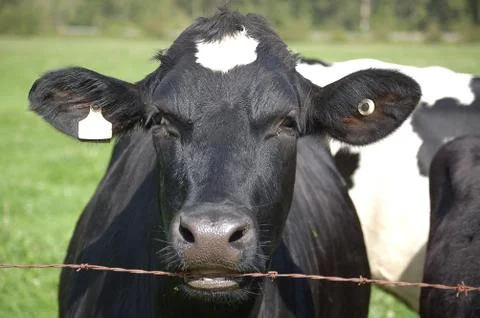 Black cow Foto stock