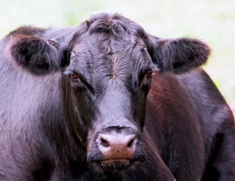 Black cow Stock Photos