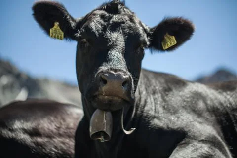 Black Cow Stock Photos