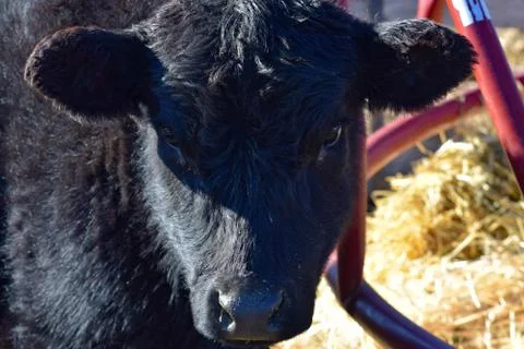 Black Cow Foto stock