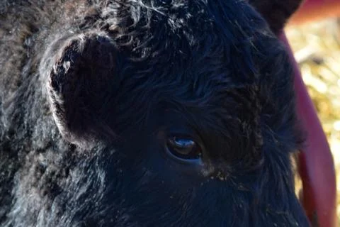 Black Cow Stock Photos