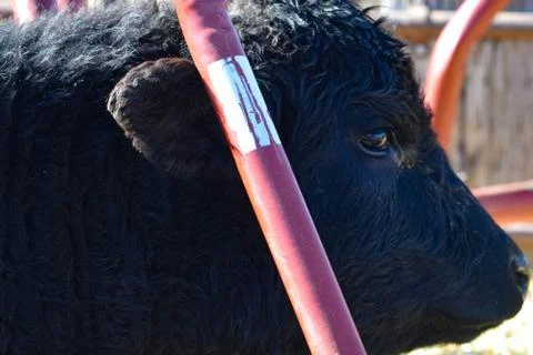 Black Cow Stock Photos