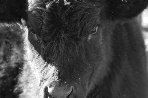 Black Cow Stock Photos