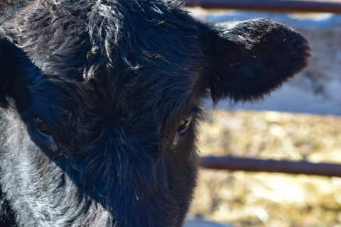 Black Cow Stock Photos