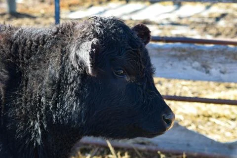 Black Cow Stock Photos
