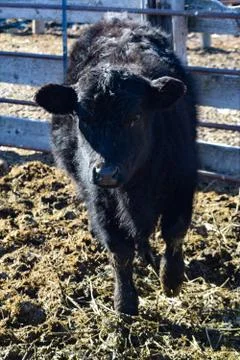 Black Cow Stock Photos