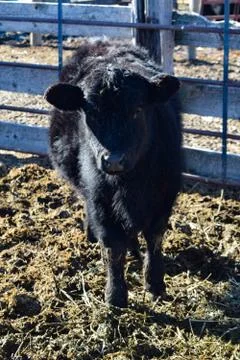 Black Cow Stock Photos
