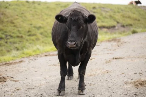 Black cow Stock Photos
