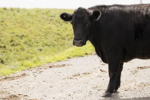 Black cow Stock Photos