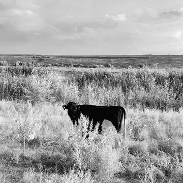 Black Cow Stock Photos