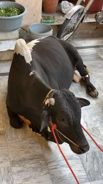 Black cow Foto stock