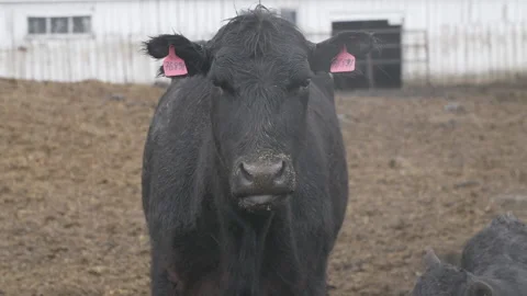 Black cow in the rain Stock-Footage 196963406