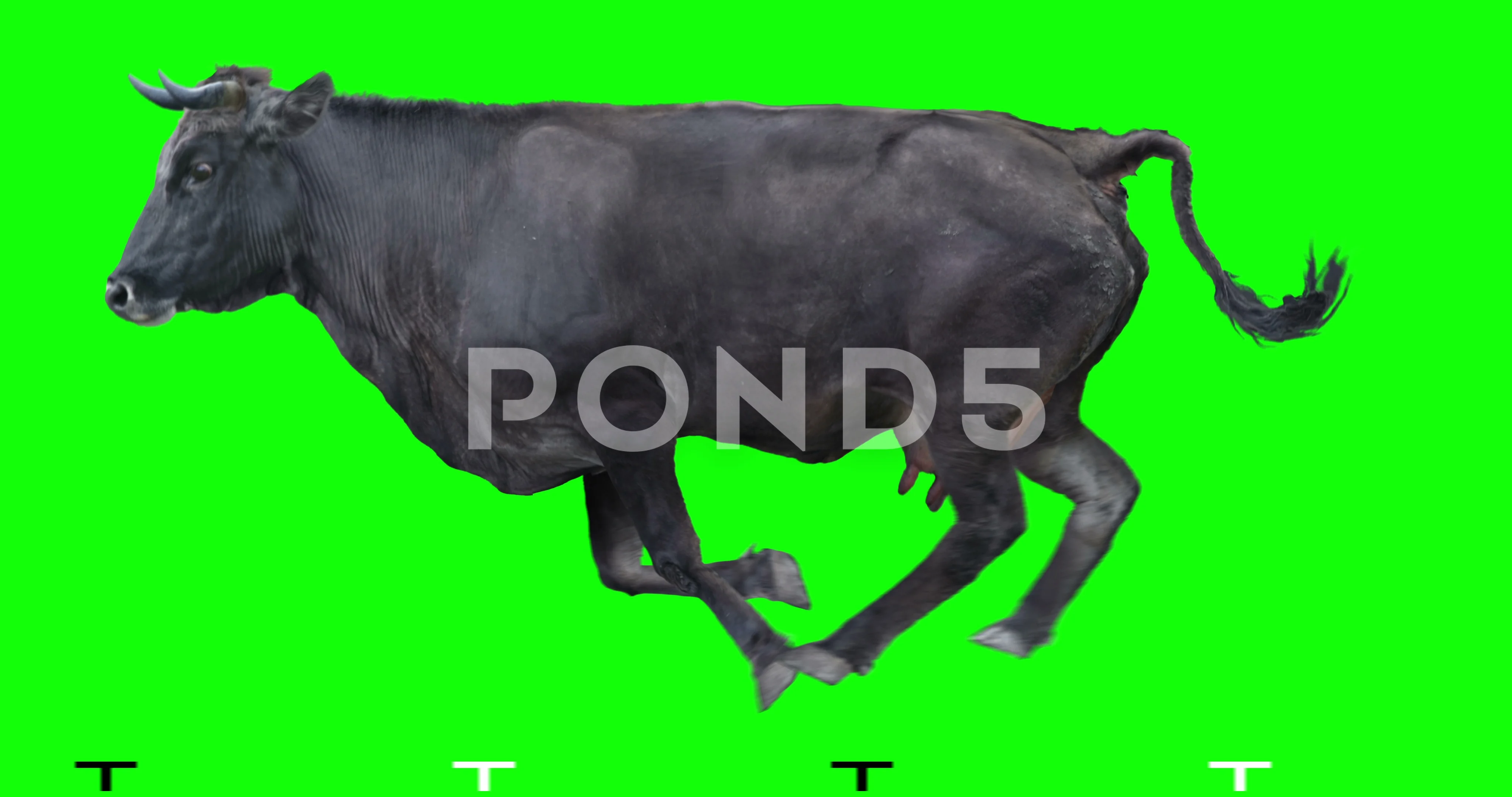 Black cow runs on a transparent backgrou... | Stock Video | Pond5