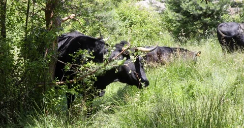 Black cow scratching with the branch of a tree Stock Footage 93375991