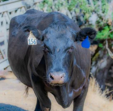 Black cow with special code number stamped on his ears Stock Photos