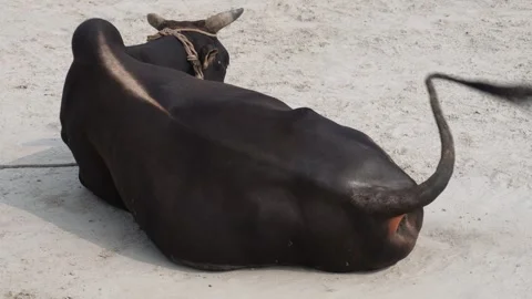 Black Cow tail Video stock 292054449