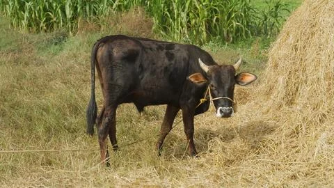 Black cow is tied to a haystack Fotos de archivo