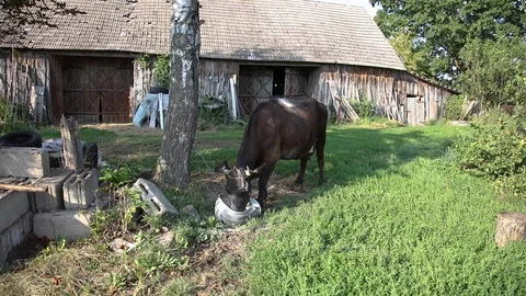 Black cow trapped on a chain eats special feed from a large bowl. front view Video stock 114558922