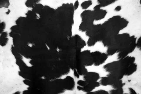 Black cowhide Stock Photos