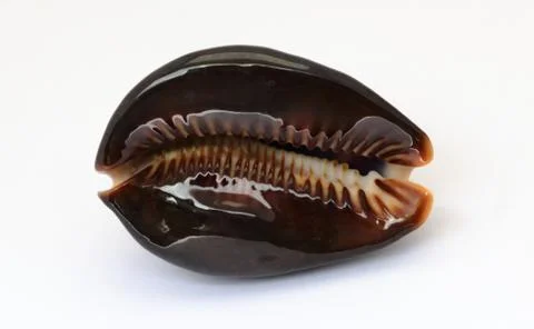 Cowrie shell, Ptolemaic Period