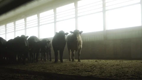 Black cows in a barn Stock Footage 130143916