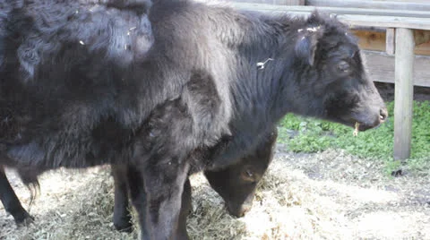 Black cows eating Stockbeeldmateriaal 26647113