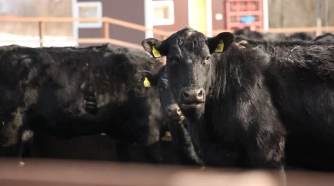 Black Cows on farm medium shot Stock Footage 43166381