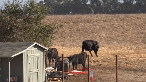 Black Cows at the feeder Stock Footage 127610474