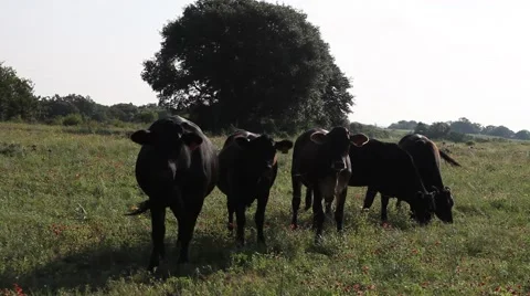 Black Cows in a field. Vidéo 64085293