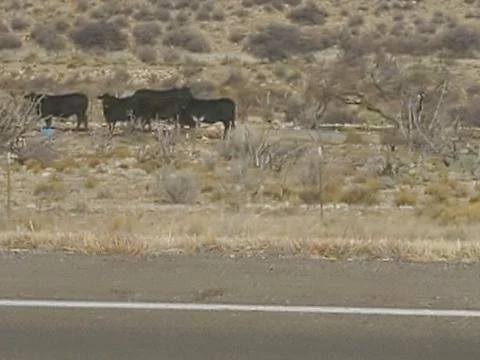 Black cows in field Stock Photos